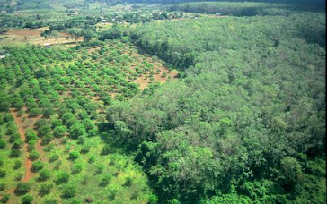 Deforestation for rubber-plantations by crazy Hun Sen will destroyed all forests in Cambodia.