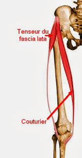 tenseur du fascia lata