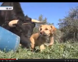 Un toro de Lidia como mascota, " MACHOTE " es parte de la familia.