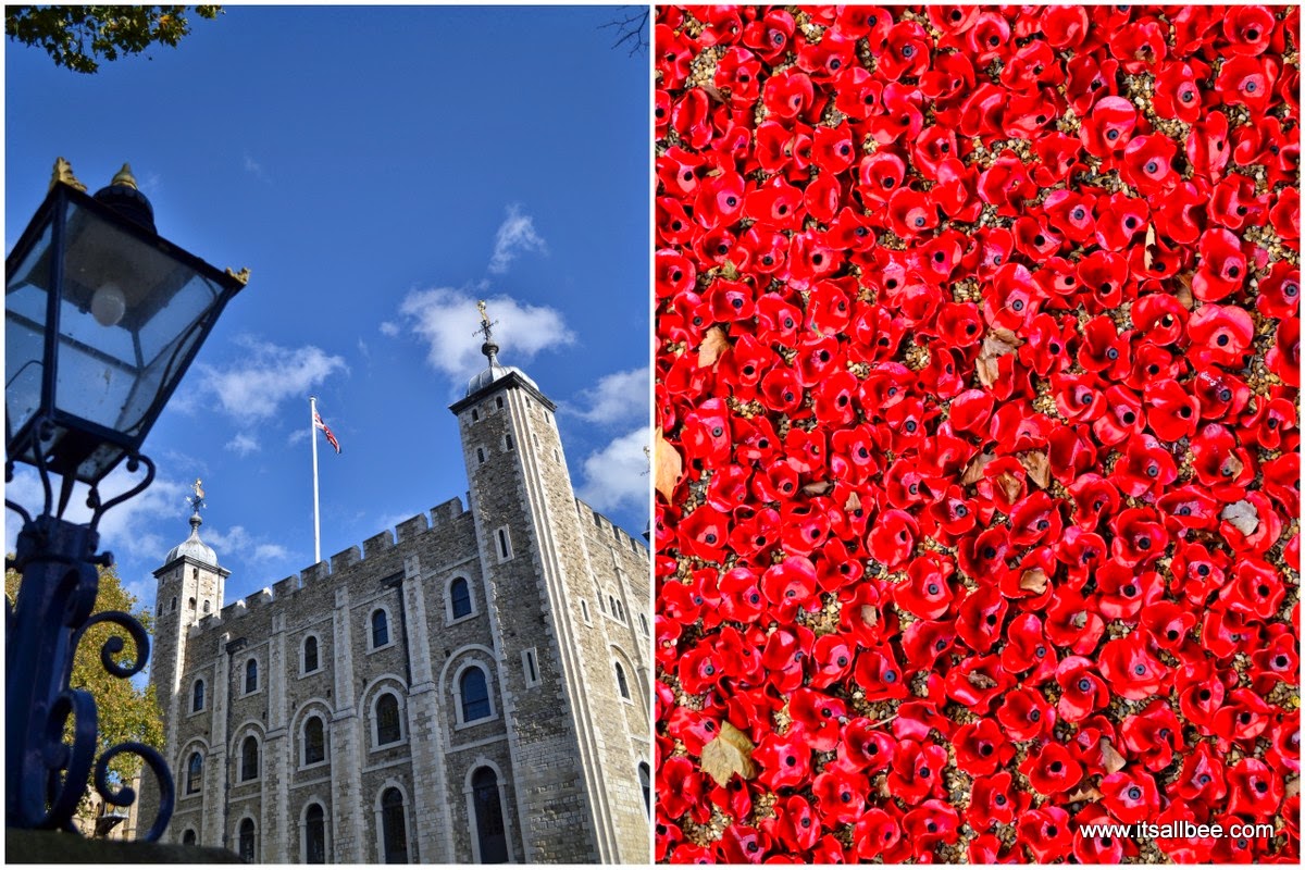 tower of london poppies | tower of london pictures