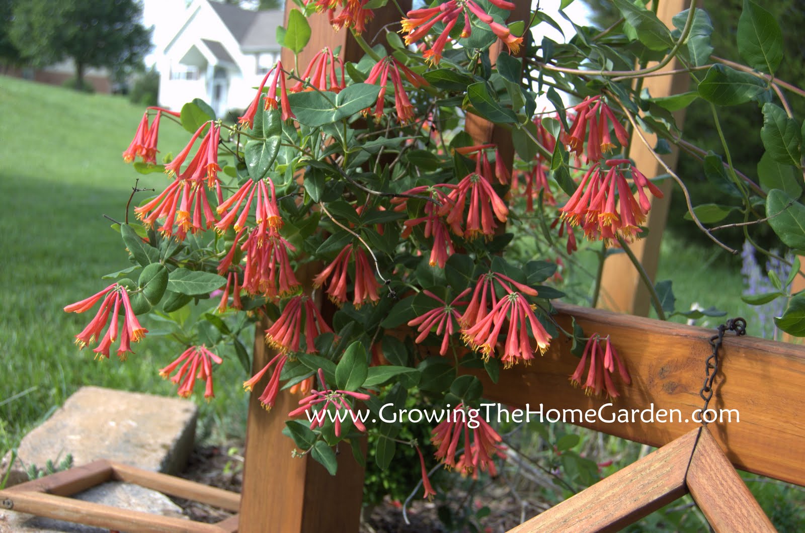 My Favorite Native Honeysuckle! Growing The Home Garden
