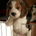 Temperament and Personality of Beagles