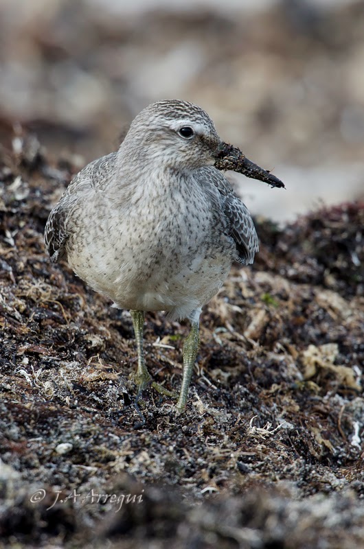 Correlimos gordo, Calidris canutus, Red Knot Correlimos gordo, Calidris canutus, Red Knot