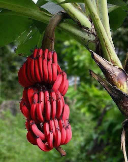 ما هو الموز الأحمر و لماذا لا يتوفر في الأسواق ؟ موز+أحمر