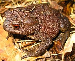 toad bufo sapos anura alvarius ranas adaa ojos anuros kroeten zuwanderung teich drogas debajo familias toads chachipedia unos wildlife