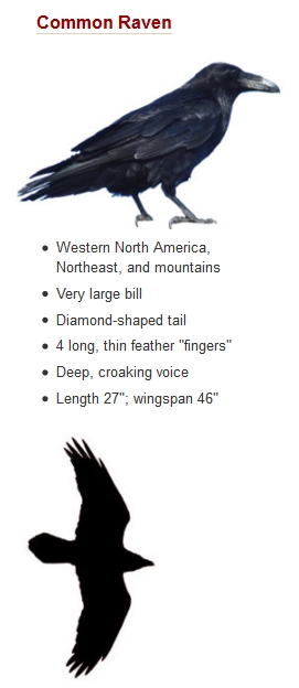 wild birds unlimited crow migration raven s in michigan wild birds unlimited crow migration raven s in michigan