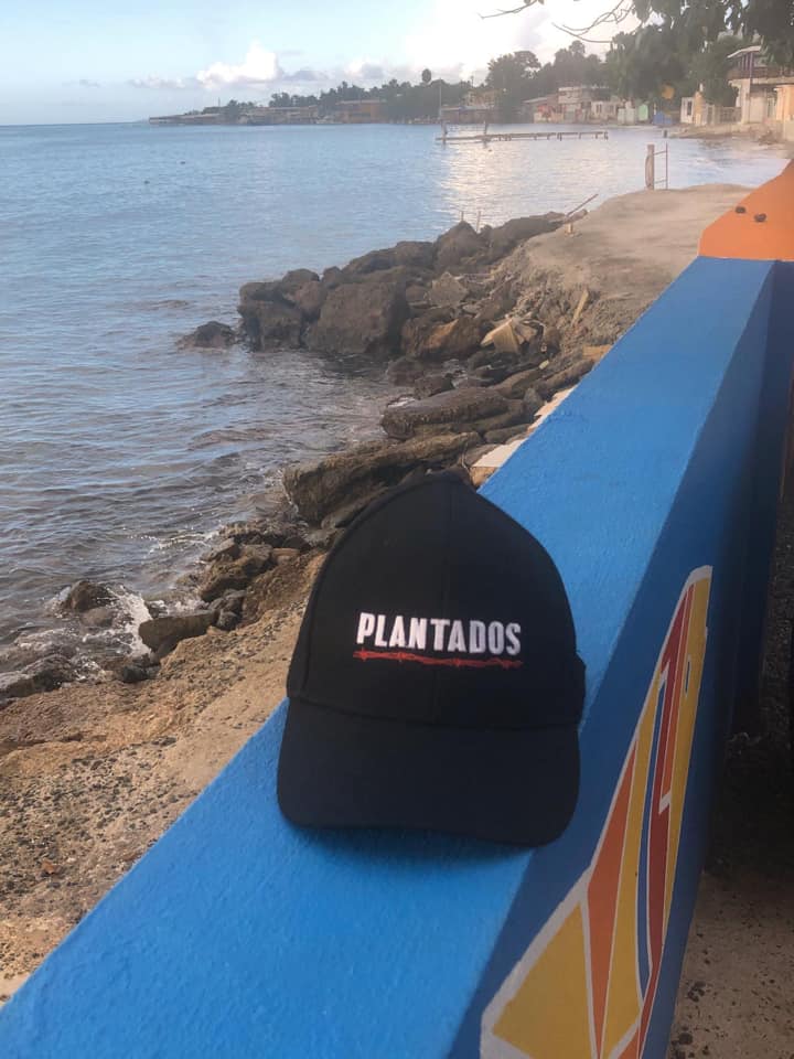 Plantados