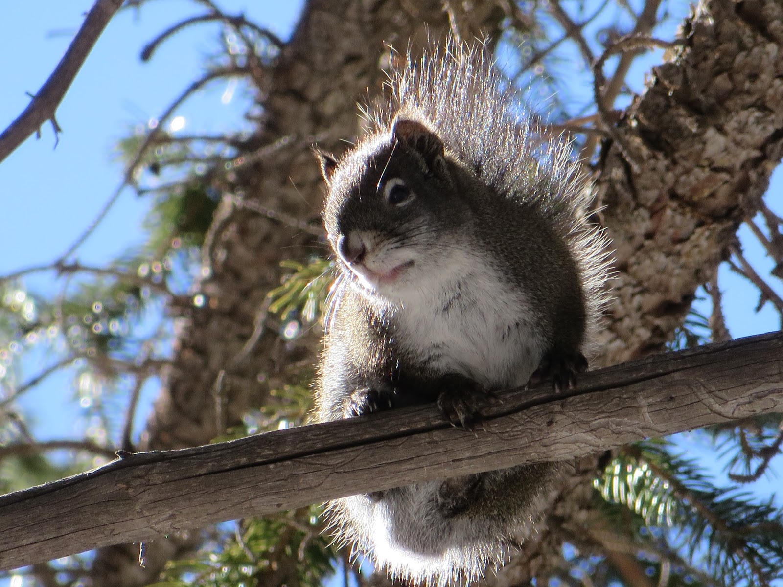 COHorts Native Tree Squirrels