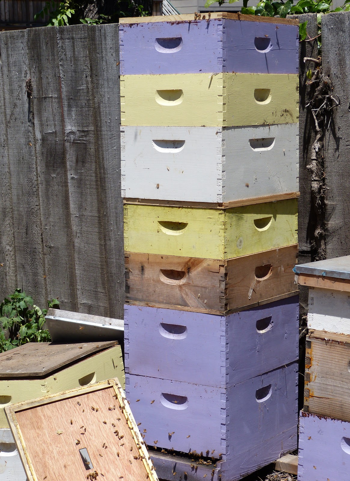 Bee Faces