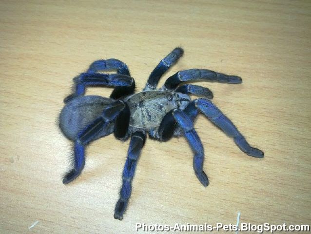 Photos Pets cobalt blue spider PhotosAnimalsPets