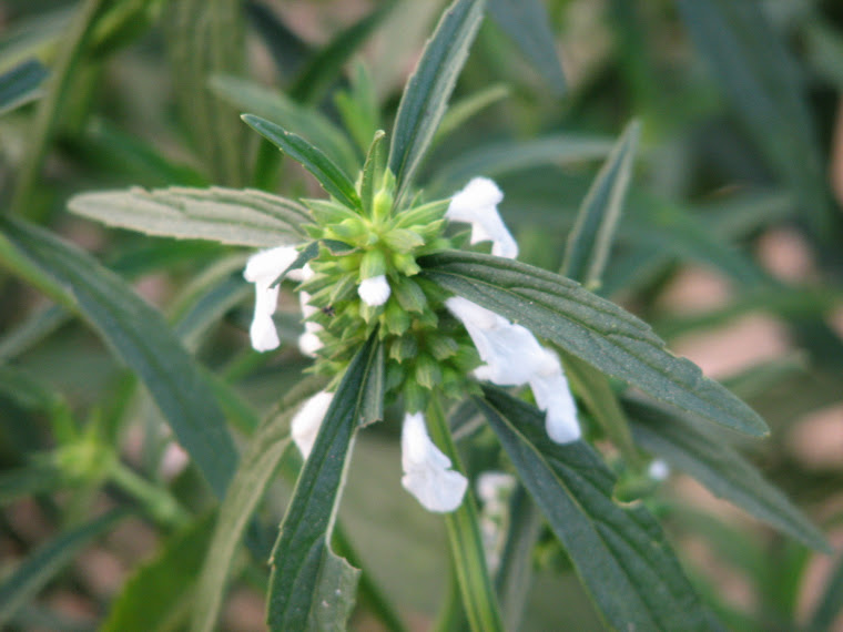 My Little Contribution to our World Thumba (White)(kannur,kerala,India)