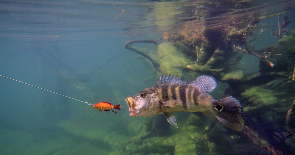 A Arte da Pesca: WALLPAPER