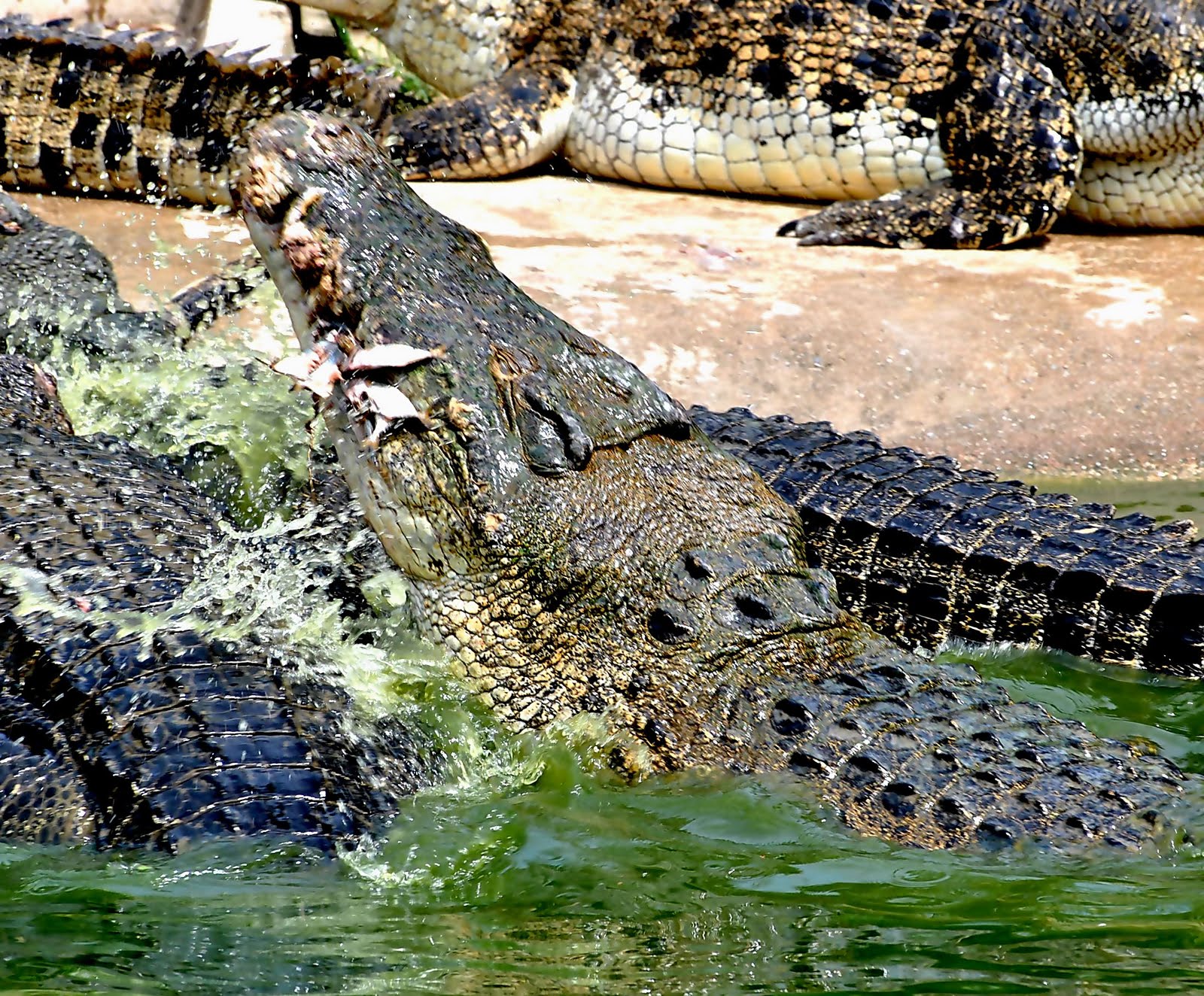 Freshwater crocodile   wikipedia