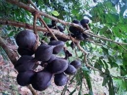 KHASIAT DAN MANFAAT JENGKOL ATAU JERING UNTUK KESEHATAN | Resep Masakan