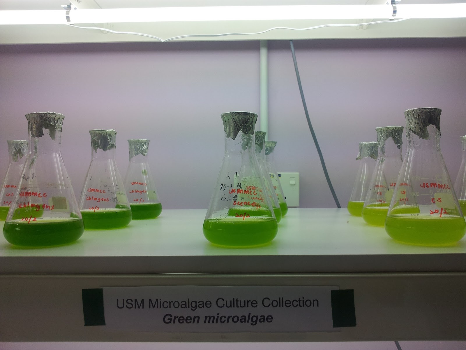 Plankton Research Laboratory USM Microalgae Culture Collection