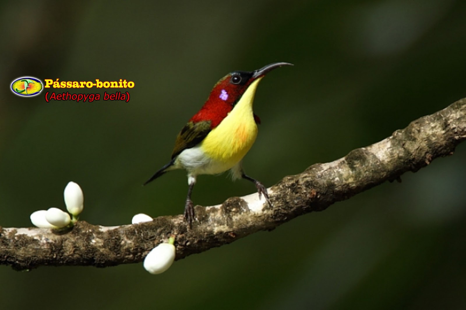 Zoologia Pássarobonito (Aethopyga bella)