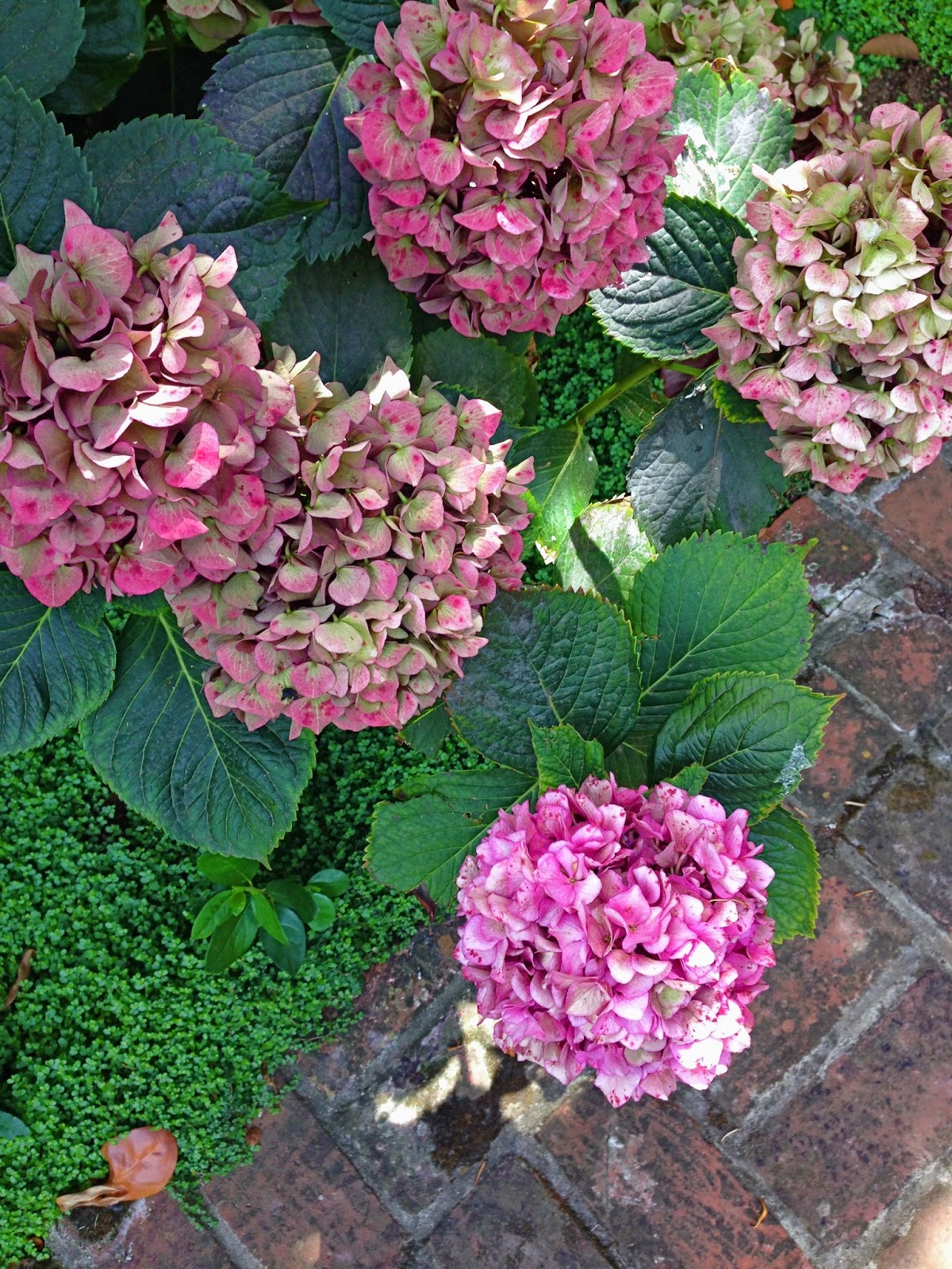 Casagiardino Limelight Hydrangeas Troshortensia Plants