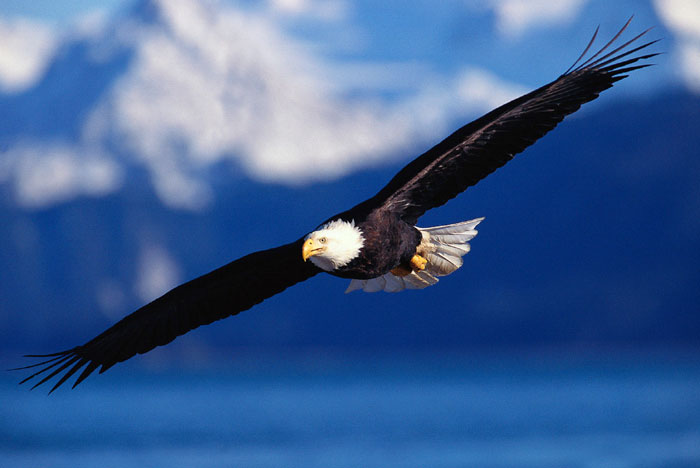 Pics Of Eagles Flying. vector bald eagle soaring