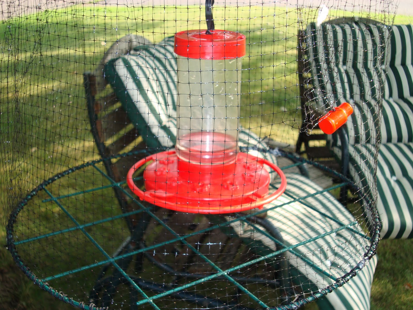 hummingbird tom mann bird trap