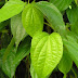 Manfaat daun sirih untuk pengobatan tradisional