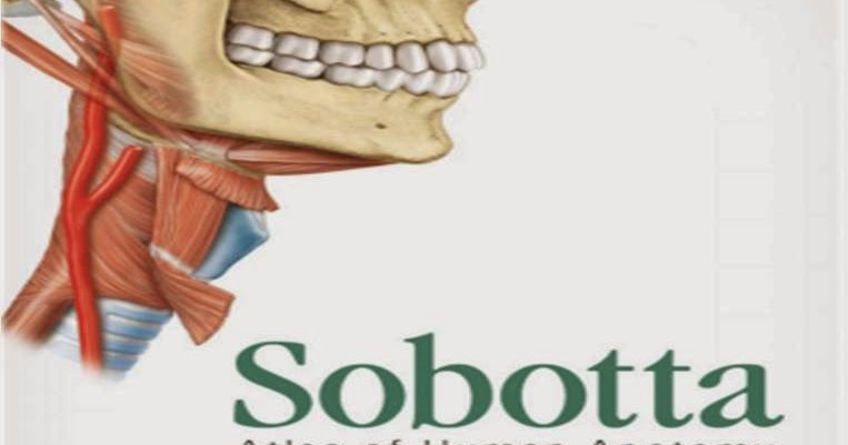 Atlas Anatomia Humana Sobotta Download Pdf