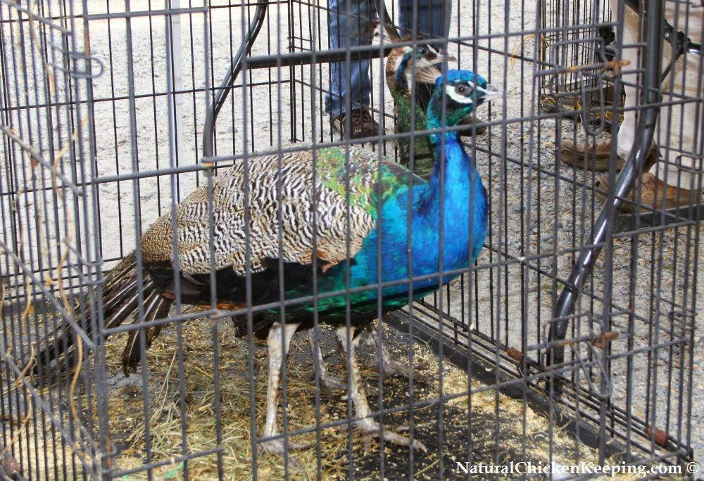 Natural Chicken Keeping The Chicken Swap Meet