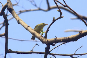 Bright green Warbler:- Photo by Jonathan.D'silva.