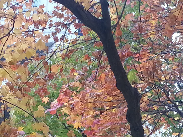 Red, yellow and green leaves at Seoul National University, Seoul