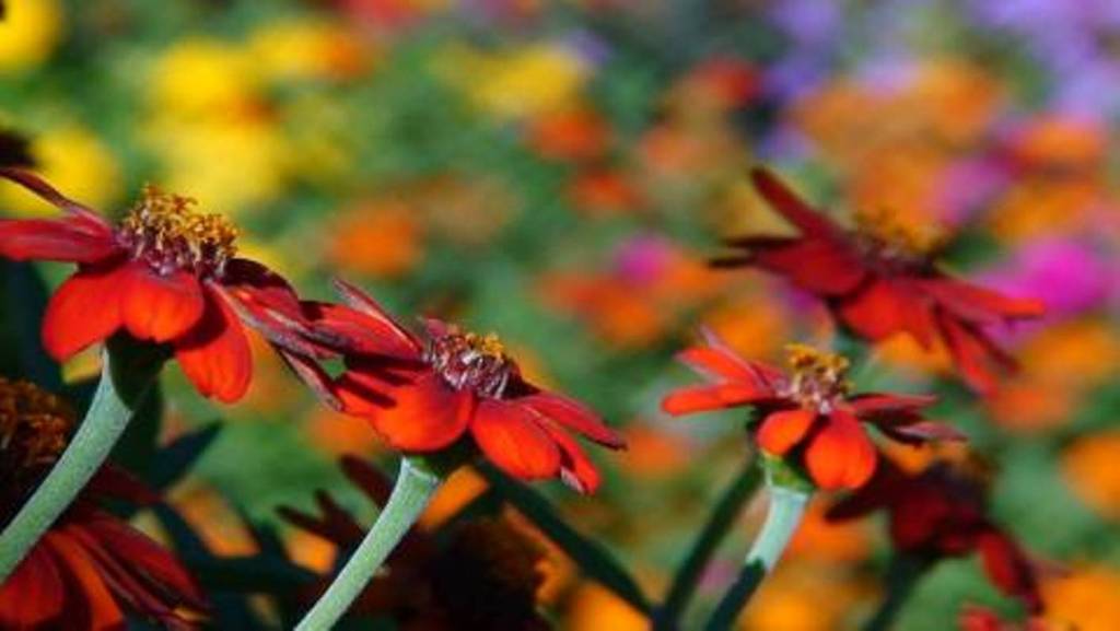 Valley of Flowers National Park Natural Creations