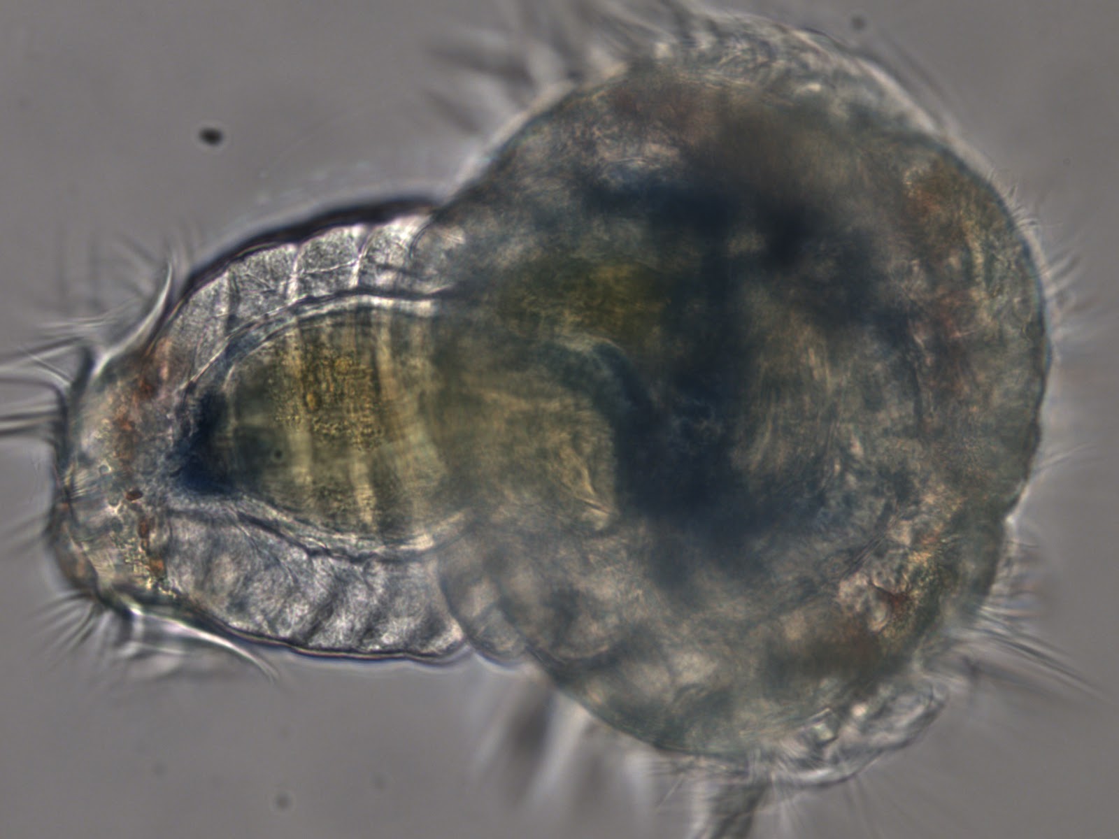 Invertebrate Embryology: Planktonic larvae of the polychaetes Nephtys
