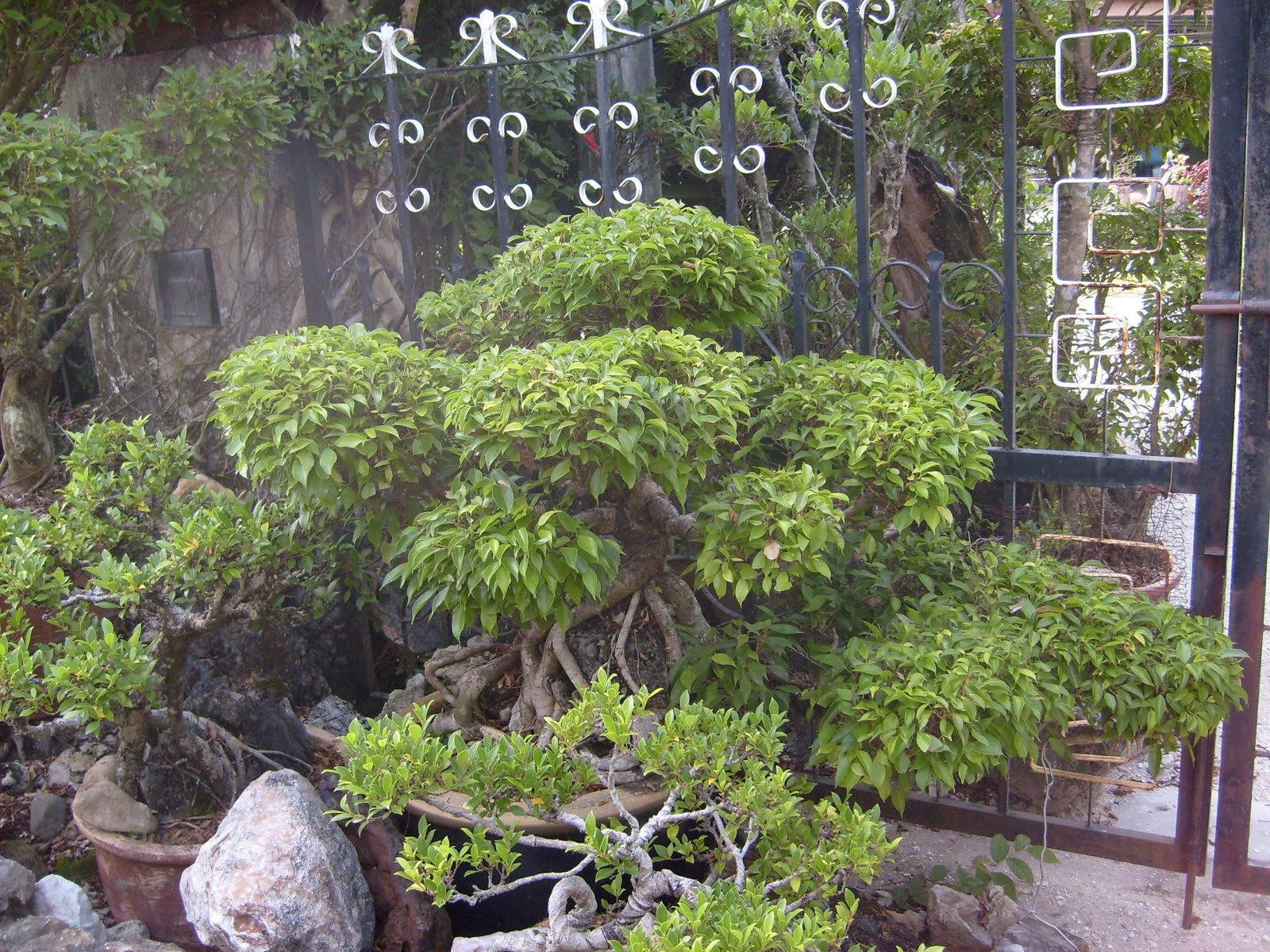 Seni Bonsai Satu Malaysia Pokok Bonsai