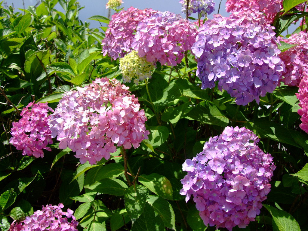 Rong Spa珈榕生活館 誕生花語系列 七月份 紫陽花 又稱繡球花 希望 家族的團聚
