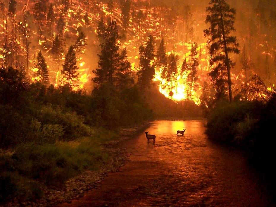 "Forest of Bitter-Root Valley, Montana" (August 6th, 2000) Photo: John Mc Colgan