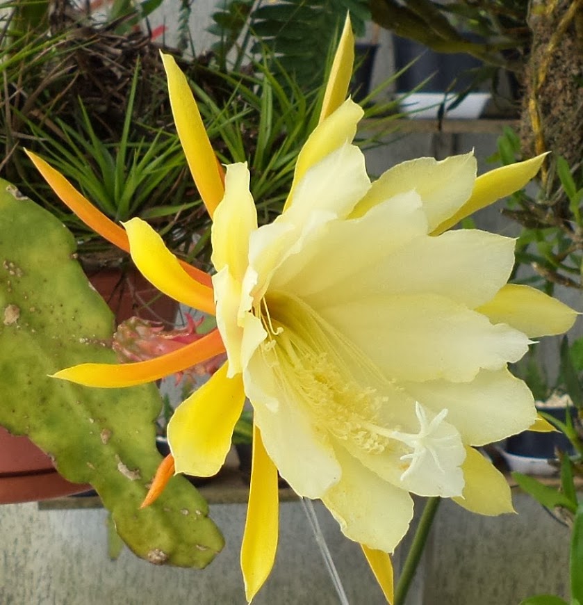 Epiphyllum - Amarela c/ branco