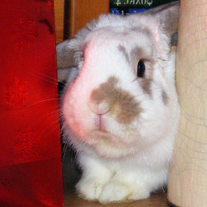 Ted the dwarf lop