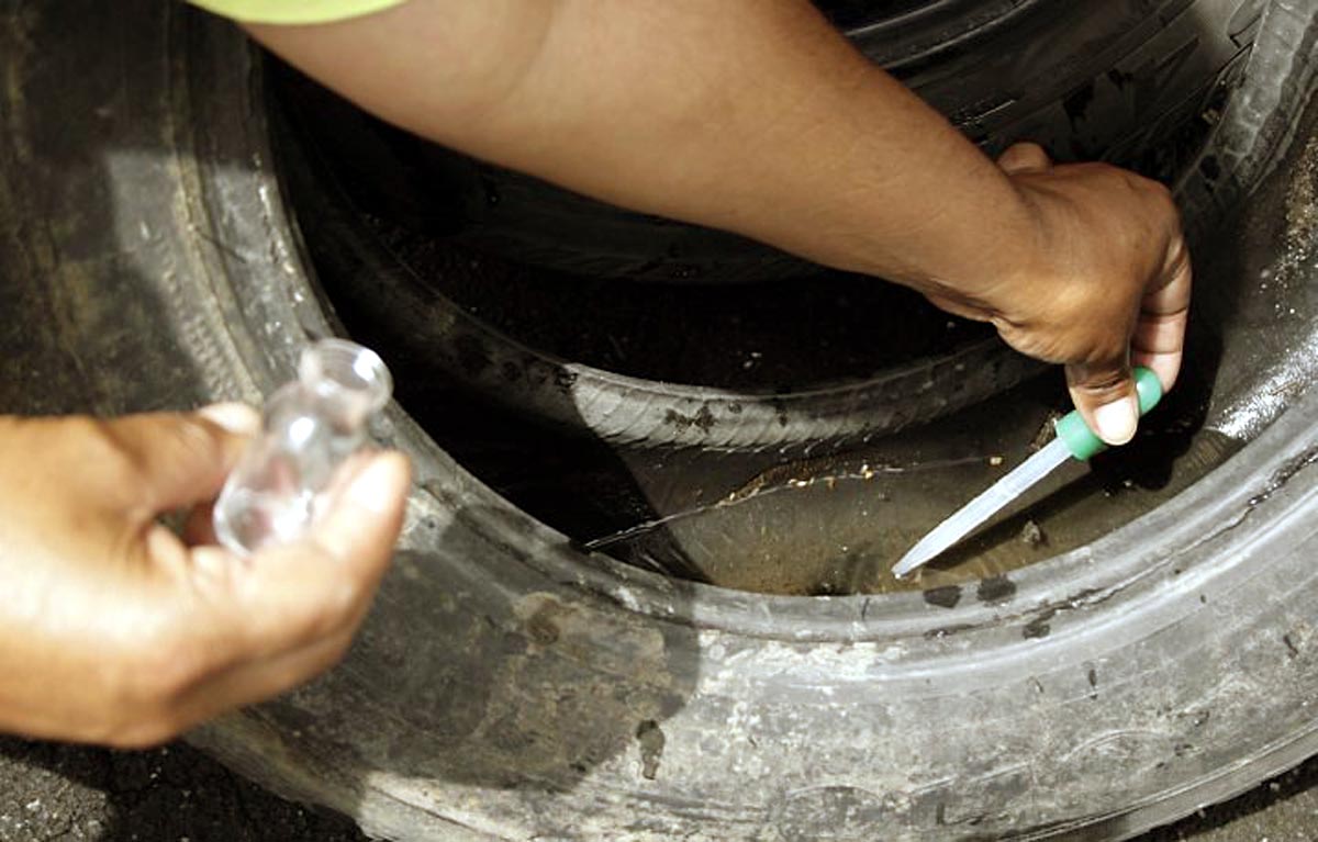 Como Matar Larvas De Mosquito Da Dengue Na Piscina Made in Gonça: Cuidado com a dengue, ela pode até matar!
