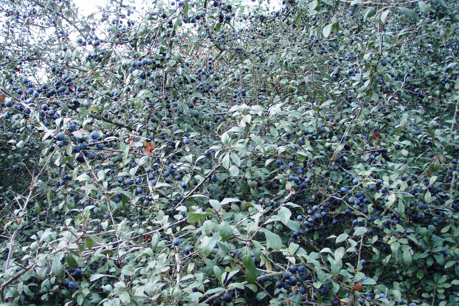 Sloe Bush