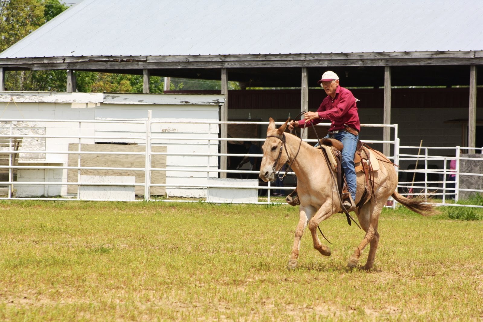 PairADice Mules Cuba Mule Show