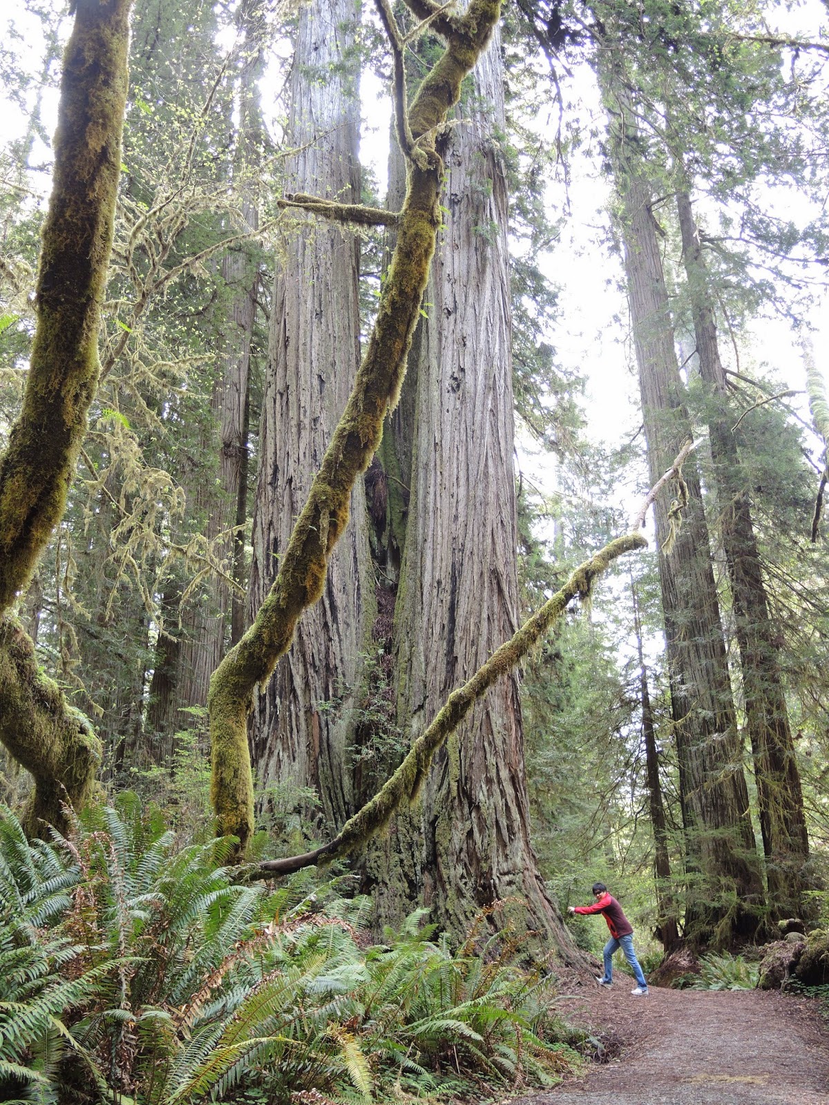 Redwood national park 6