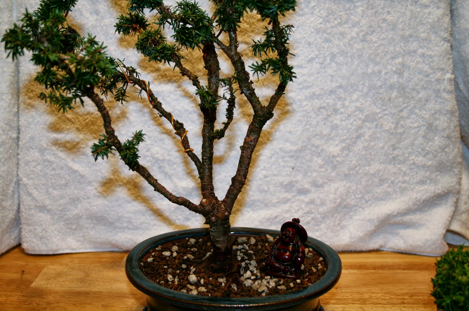 Yoji Bonsai Canada BONSAI TREES AVAILABLE FOR SALE