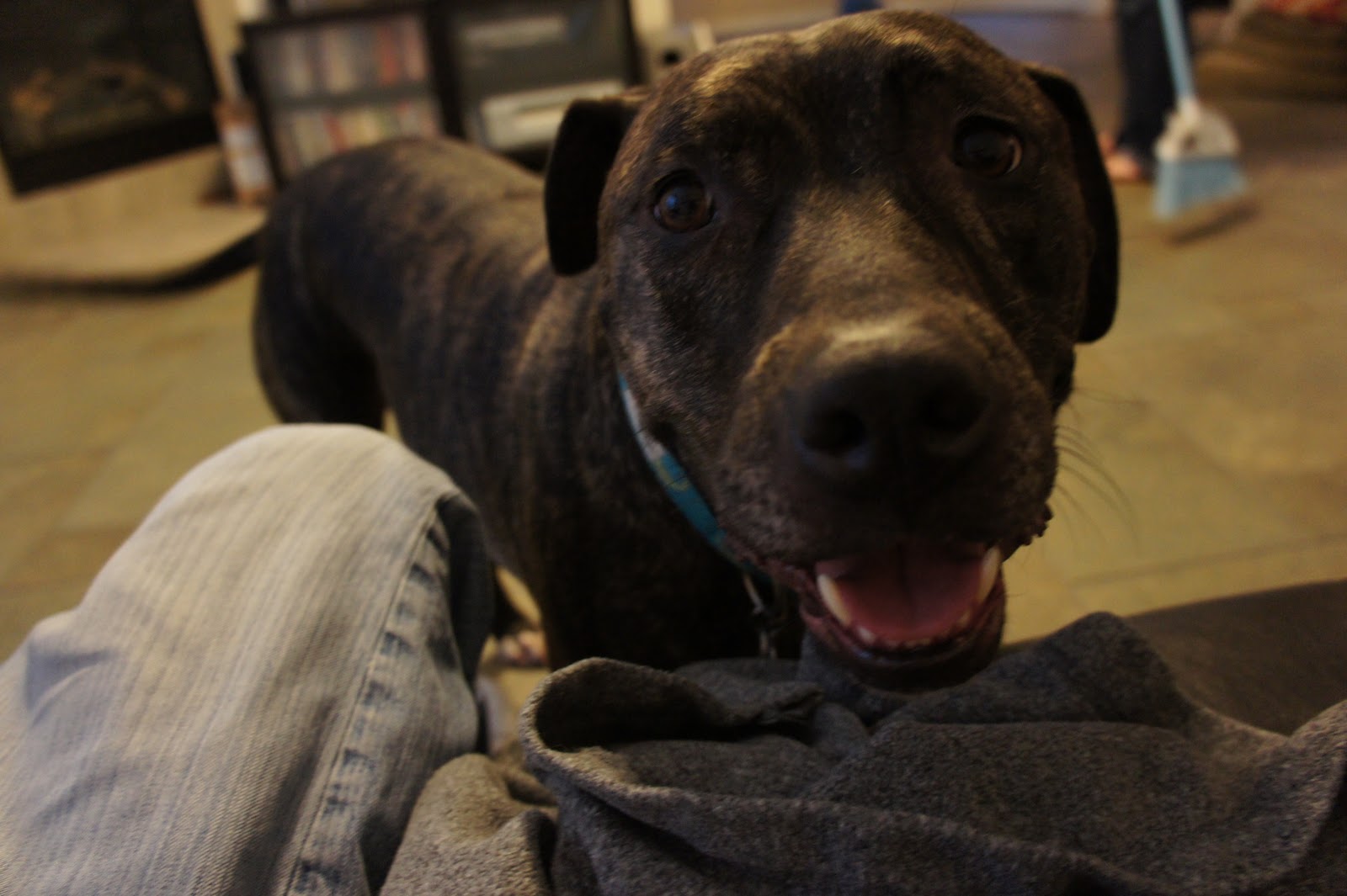 A Dog Named Hank friendliest dog alive!