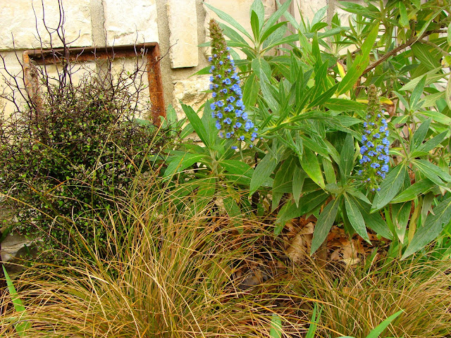 Au Gre Du Jardin Soleils D Hiver