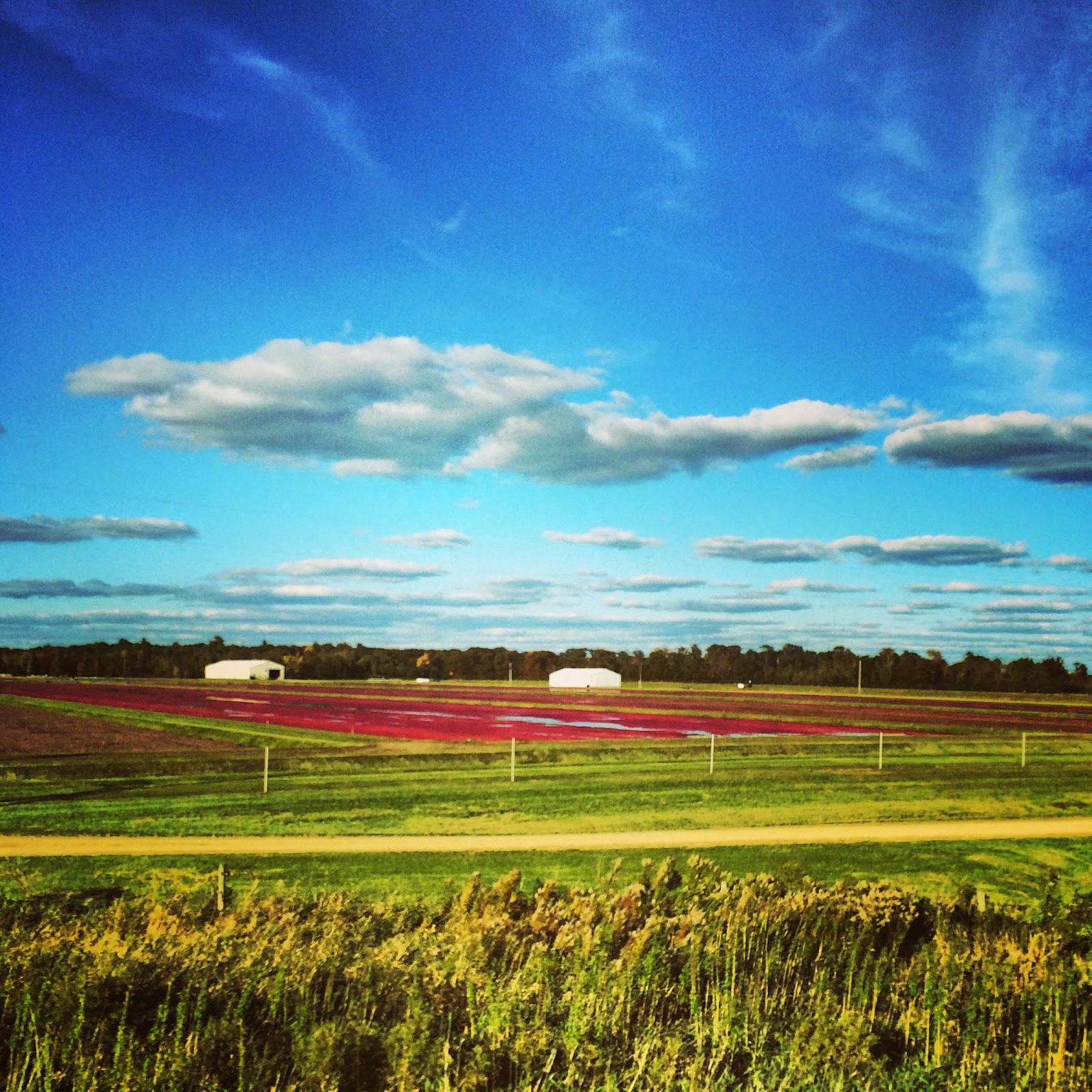 The Daily Rant Where The Cranberry Is King