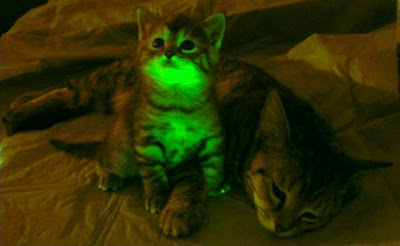 Catsparella: Glow-In-The-Dark Kittens May Be The Key To Curing AIDS and FIV