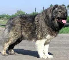 animal crossing brewster plush