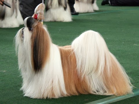 chow chow and shih tzu