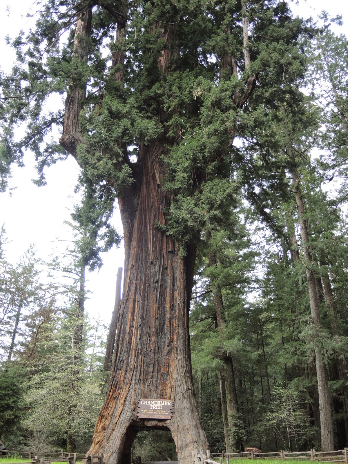 Redwood national park 10