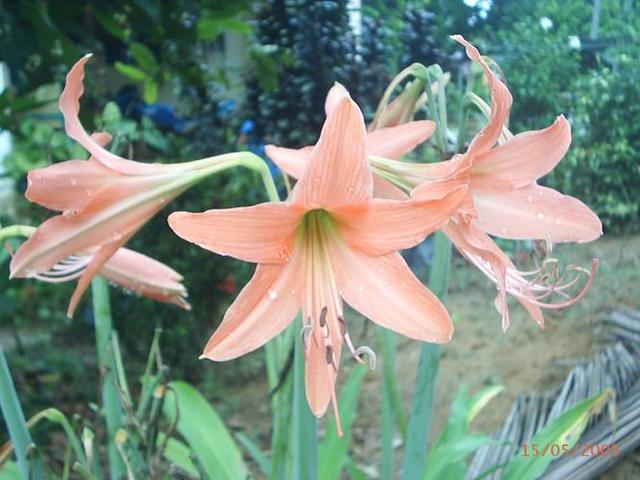 Makna Kehidupan Manfaat Bunga Bakung Lilium Sp