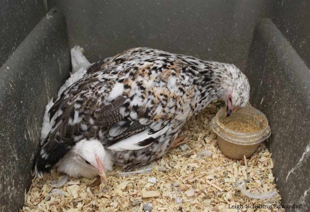 Natural Chicken Keeping Help I Broke My Chicken! What to do for a Broken Leg