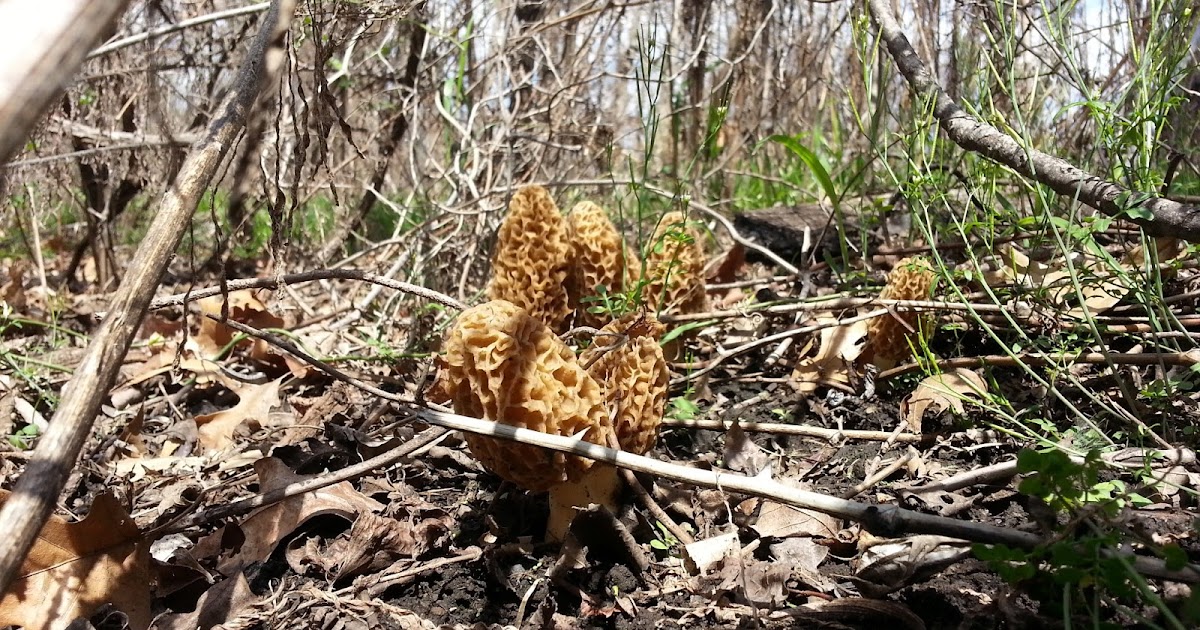 Mid Missouri Morels and Mushrooms Oklahoma Morels 2013